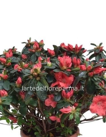 Pianta di azalea '